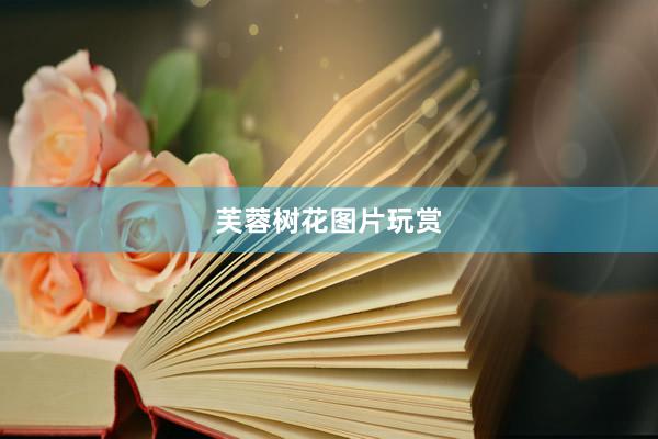 芙蓉树花图片玩赏